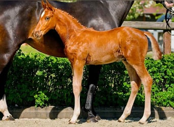 Hanoverian, Stallion, 