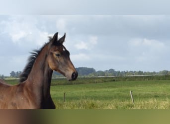 Hannoveraner, Hengst, Fohlen (05/2024), Apfelschimmel