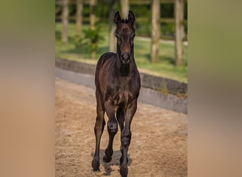 Hanoverian, Stallion, Foal (05/2025), Gray-Dark-Tan