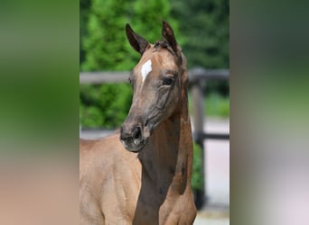 Hanoverian, Stallion, Foal (05/2024), Gray-Red-Tan