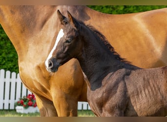 Hanoverian, Stallion, , Gray