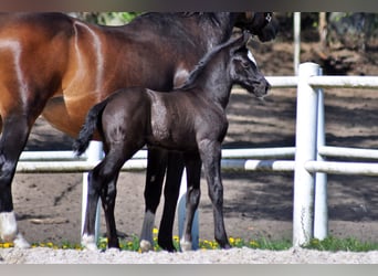 Hanoverian, Stallion, , Gray