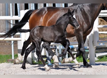 Hanoverian, Stallion, , Gray