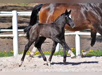 Hanoverian, Stallion, , Gray