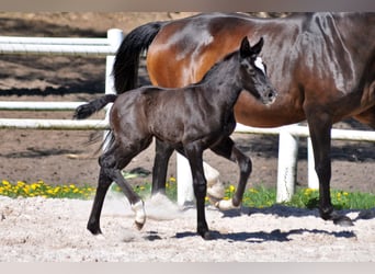 Hanoverian, Stallion, , Gray