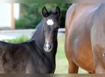 Hanoverian, Stallion, Foal (04/2025), Gray