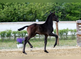 Hanoverian, Stallion, Foal (04/2025), Gray