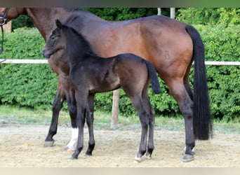 Hanoverian, Stallion, Foal (04/2025), Gray