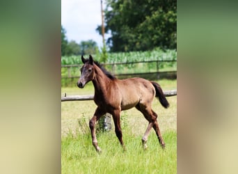 Hanoverian, Stallion, Foal (04/2025), Grey-Dapple