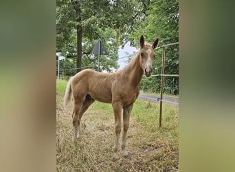 Hanoverian, Stallion, Foal (06/2025), Palomino