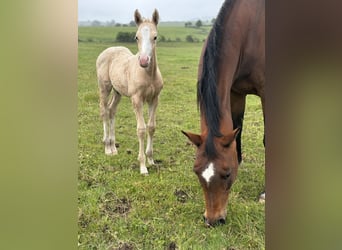 Hannoveraner Mix, Hengst, Fohlen (06/2024), Palomino