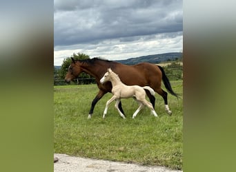 Hannoveraner Mix, Hengst, Fohlen (06/2024), Palomino