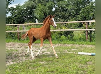 Hanoverian, Stallion, Foal (04/2025)