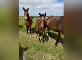 Hanoverian, Stallion, Foal (03/2025)