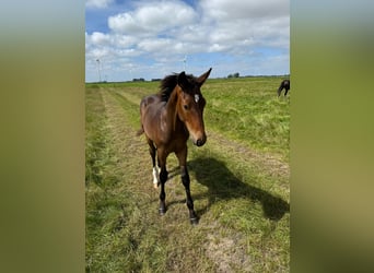 Hanoverian, Stallion, Foal (03/2025)