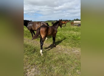 Hanoverian, Stallion, Foal (03/2025)