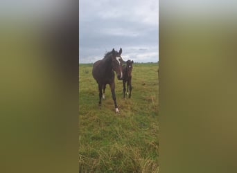 Hanoverian, Stallion, Foal (03/2025)