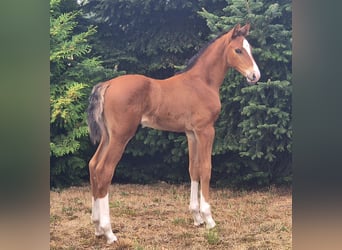 Hanoverian, Stallion, Foal (01/2026)