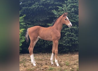 Hanoverian, Stallion, Foal (01/2026)
