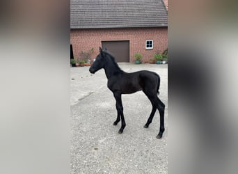 Hanoverian, Stallion, Foal (05/2024)