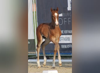 Hanoverian, Stallion, Foal (04/2025)