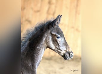 Hanoverian, Stallion, , Smoky-Black