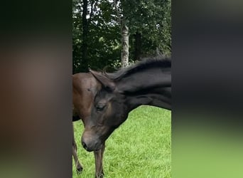 Hanoverian, Stallion, Foal (04/2025), Smoky-Black