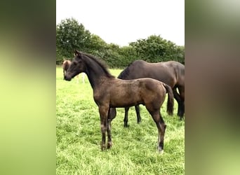 Hanoverian, Stallion, Foal (04/2025), Smoky-Black