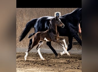 Hanoverian, Stallion, Foal (07/2026), Smoky-Black