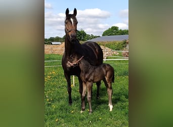 Hanoverian, Stallion, Foal (04/2025), Smoky-Black