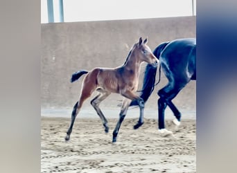 Hanoverian, Stallion, Foal (01/2025), Smoky-Black