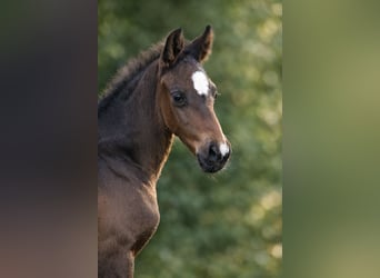 Hanoverian, Stallion, Foal (02/2026), Smoky-Black