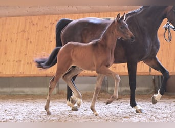 Hanoverian, Stallion, Foal (04/2024), Smoky-Black