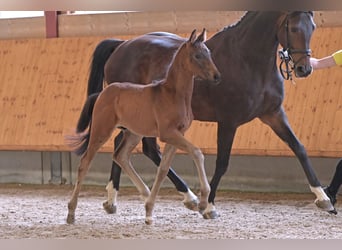 Hanoverian, Stallion, Foal (04/2024), Smoky-Black