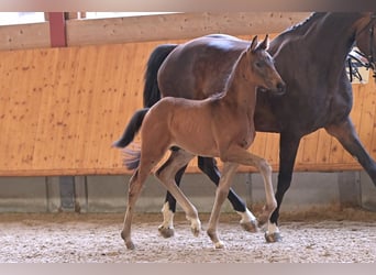 Hanoverian, Stallion, Foal (04/2024), Smoky-Black