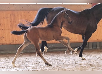 Hanoverian, Stallion, Foal (04/2024), Smoky-Black