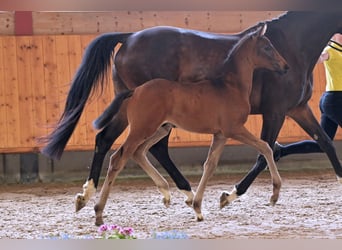 Hanoverian, Stallion, Foal (04/2024), Smoky-Black