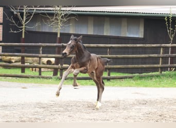 Hanoverian, Stallion, Foal (04/2024), Smoky-Black