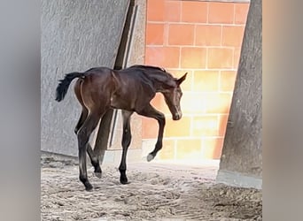 Hanoverian, Stallion, Foal (01/2025), Smoky-Black