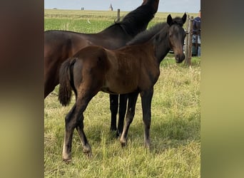 Hanoverian, Stallion, , Smoky-Black