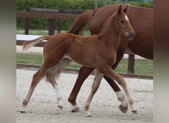 Hanoverian, Stallion, Foal (03/2026), Sorrel