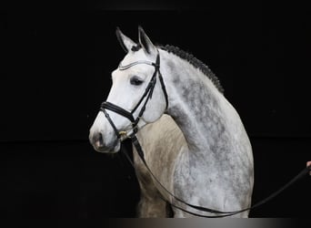 Hanoverian, Stallion, 6 years, 16.2 hh, Gray
