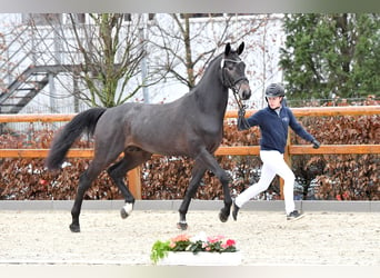 Hanoverian, Stallion, 4 years, 16.1 hh, Gray