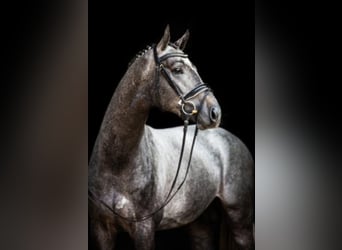 Hanoverian, Stallion, 8 years, 16.1 hh, Gray