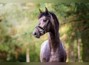 Hanoverian, Stallion, 8 years, 17 hh, Gray