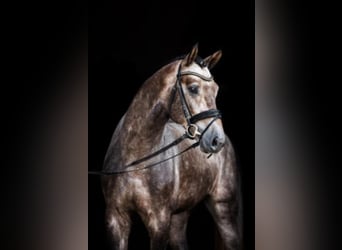 Hanoverian, Stallion, 8 years, 17 hh, Gray