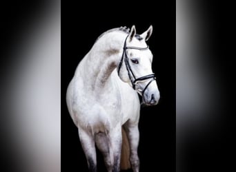 Hanoverian, Stallion, 8 years, 16.2 hh, Gray