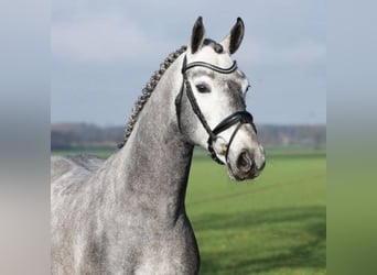 Hanoverian, Stallion, 7 years, 16.1 hh, Gray