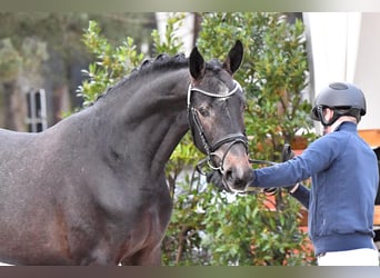 Hanoverian, Stallion, 5 years, 16,1 hh, Grey