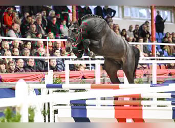 Hanoverian, Stallion, 5 years, 16,1 hh, Grey